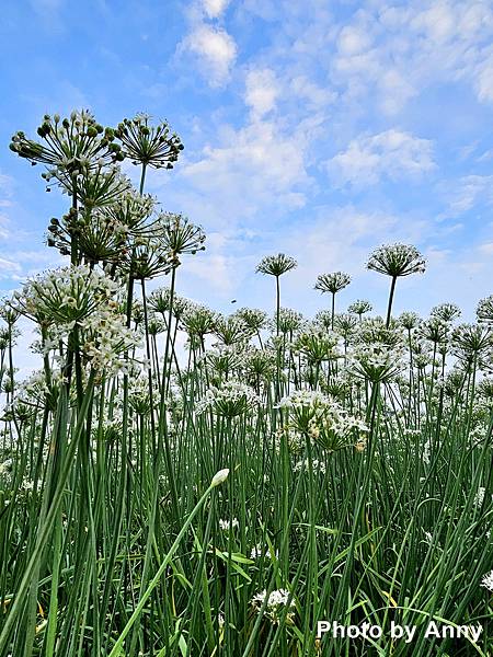 田尾韭菜10.jpg