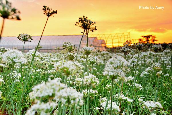 田尾韭菜53.jpg