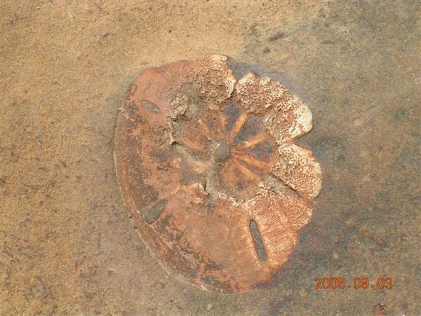 野柳23-古生物化石.jpg