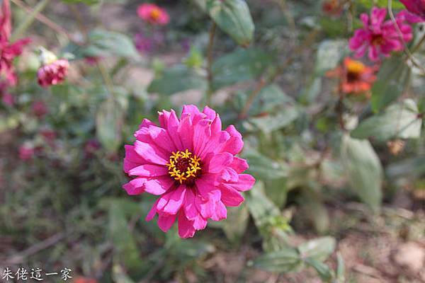 IMG_0040-4.jpg IMG_0040-4.jpg