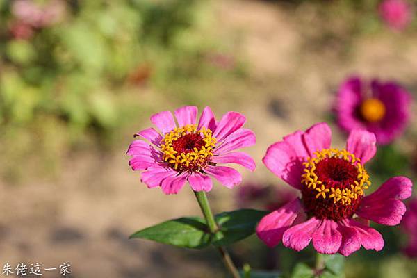 IMG_0034-4.jpg IMG_0034-4.jpg