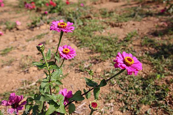 IMG_0047-4.jpg IMG_0047-4.jpg