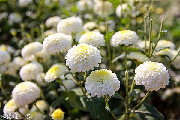 IMG_0065-4.jpg IMG_0065-4.jpg