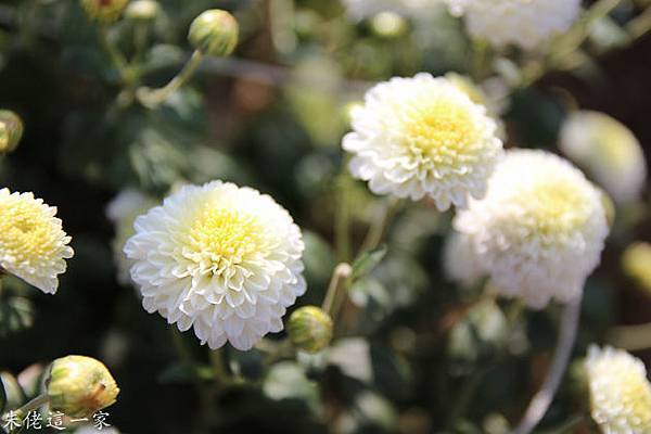 IMG_0072-4.jpg IMG_0072-4.jpg