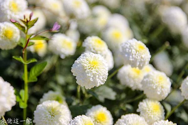 IMG_0125-4.jpg IMG_0125-4.jpg