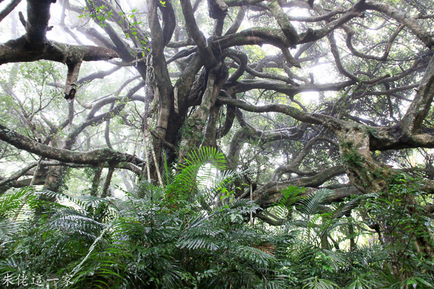 IMG_1009.jpg IMG_1009.jpg