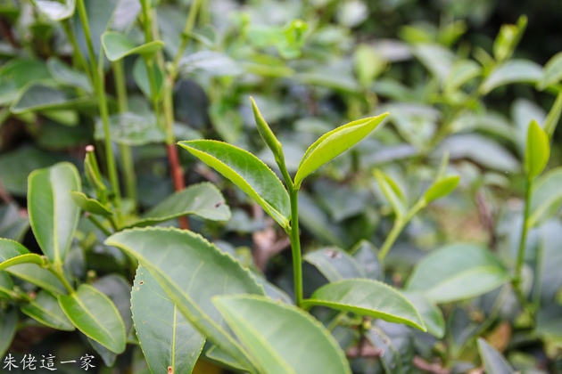 IMG_0305.jpg IMG_0305.jpg