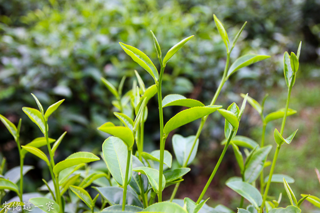 IMG_0307.jpg IMG_0307.jpg