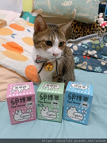 ［萌寵●機能］ 健聖興業卵護罩養護系列，皮膚/腸道/腎臟