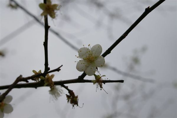 棲蘭的梅花