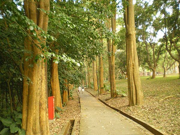 中正後山步道 06