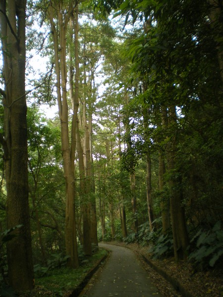 中正後山步道 16