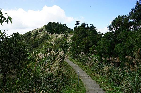 五分山步道 26.jpg