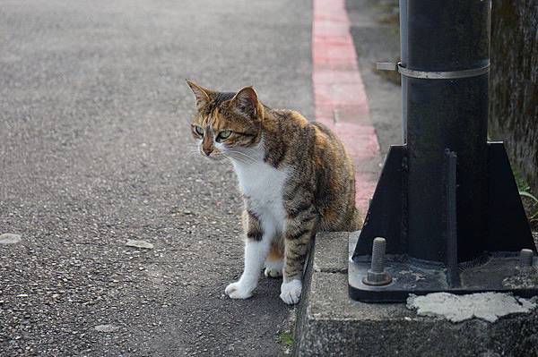 猴硐貓村 114.jpg