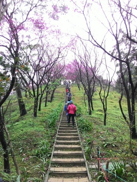 清水登山步道 31.jpg