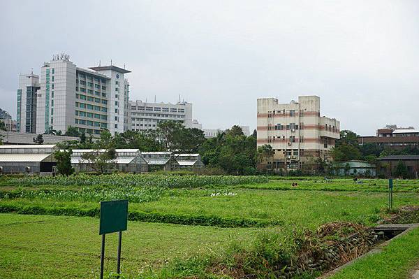 台灣大學 45.jpg