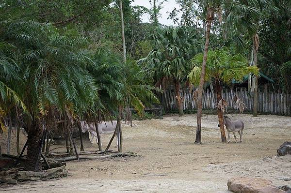 臺北市立動物園 116.jpg