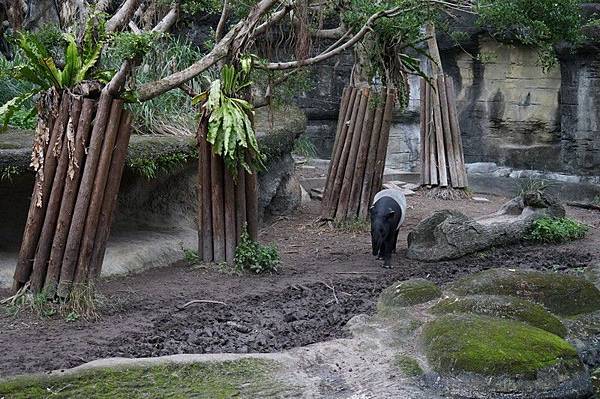 臺北市立動物園 121.jpg