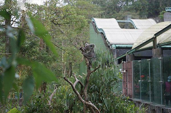 臺北市立動物園 129.jpg