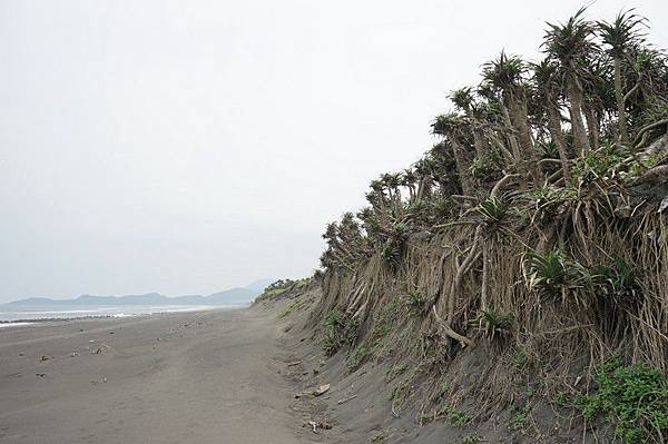 利澤沙丘海岸 15.jpg