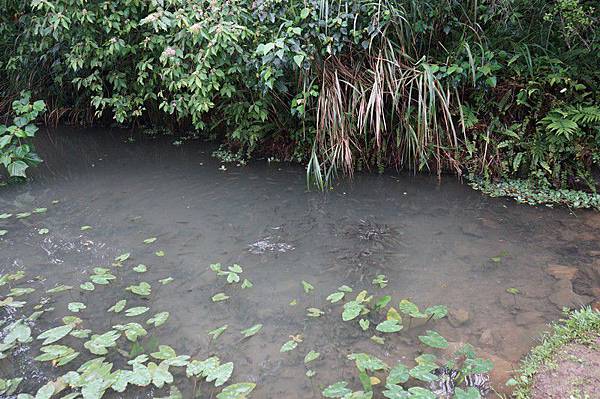 遠望坑親水公園 10.jpg