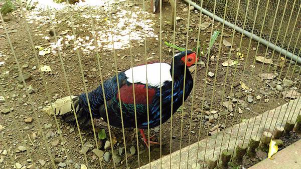 臺北市立動物園 38.jpg