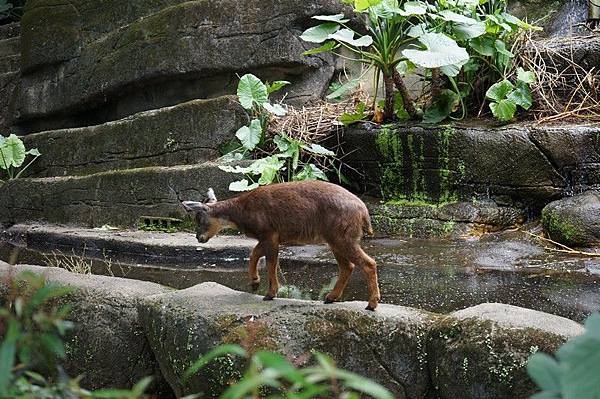 臺北市立動物園 161.jpg