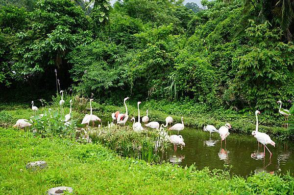 臺北市立動物園 226.jpg