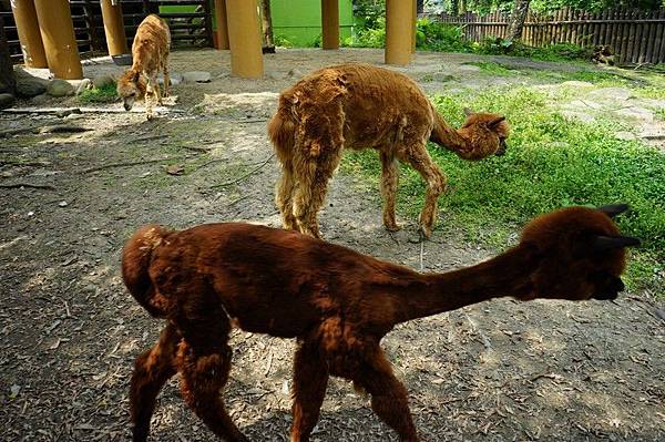 臺北市立動物園 235.jpg