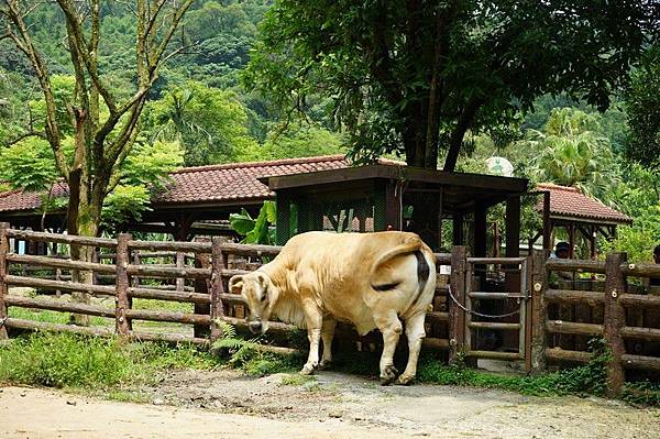 臺北市立動物園 250.jpg