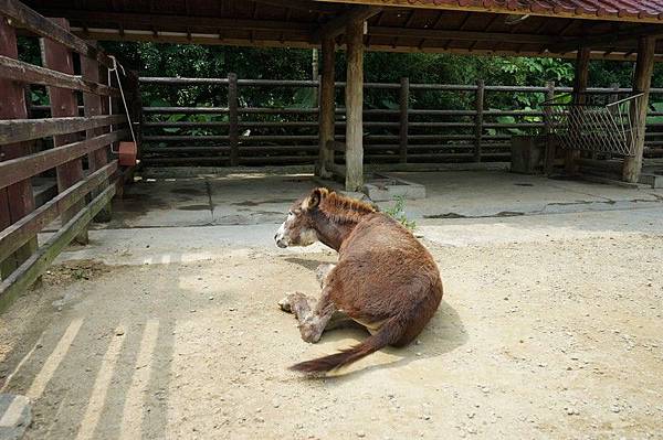 臺北市立動物園 247.jpg