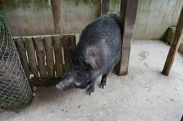 臺北市立動物園 253.jpg