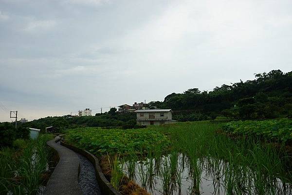 八連下圳田間步道 01.jpg