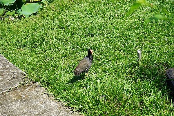 台北植物園 71.jpg