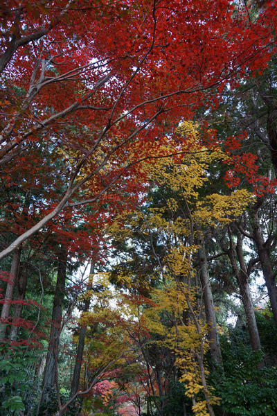 207 鹿王院 08.jpg