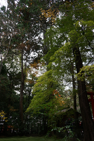 213 野宮神社 16.jpg