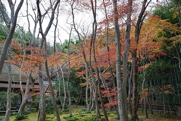 218 祇王寺 12.jpg