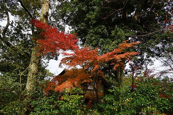 305 金閣寺 52.jpg