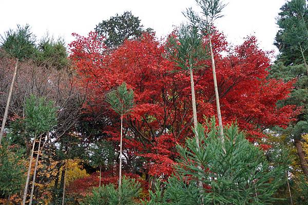 306 龍安寺 106.jpg