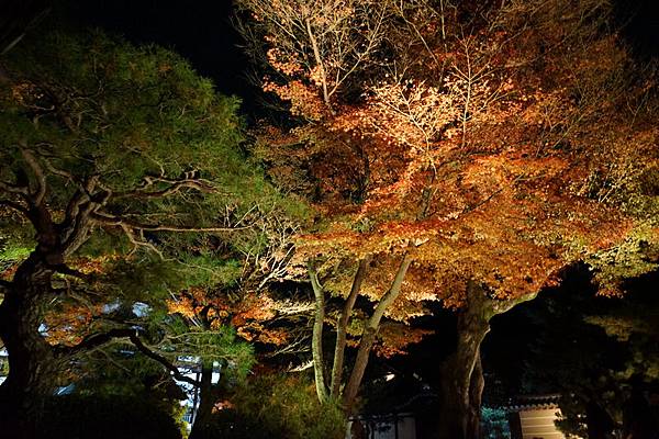 309 高台寺夜景 12.jpg