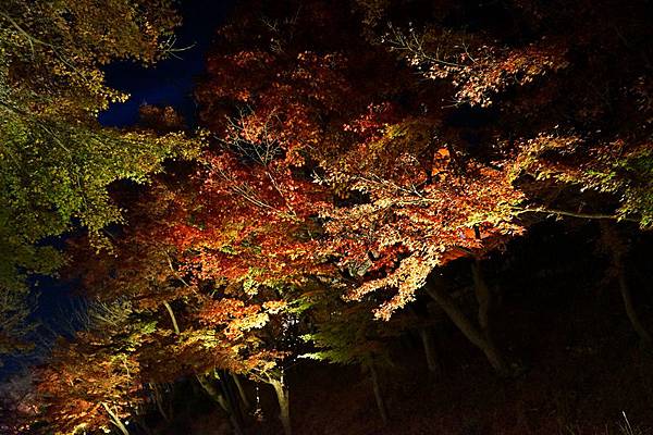 106 清水寺夜景 46.jpg