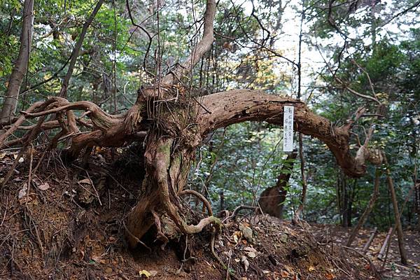 410 鞍馬寺奧之院參道 31.jpg