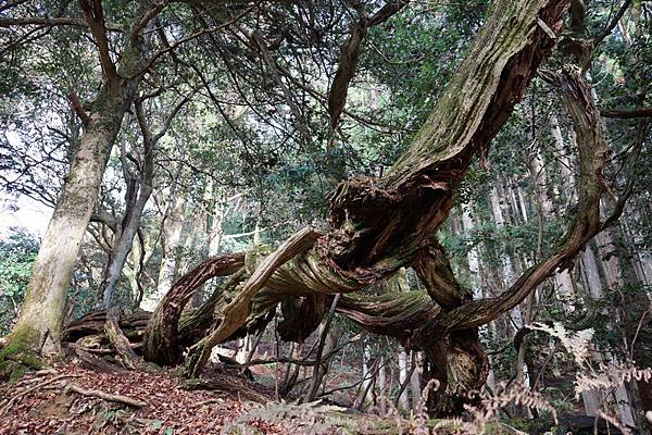 410 鞍馬寺奧之院參道 85.jpg