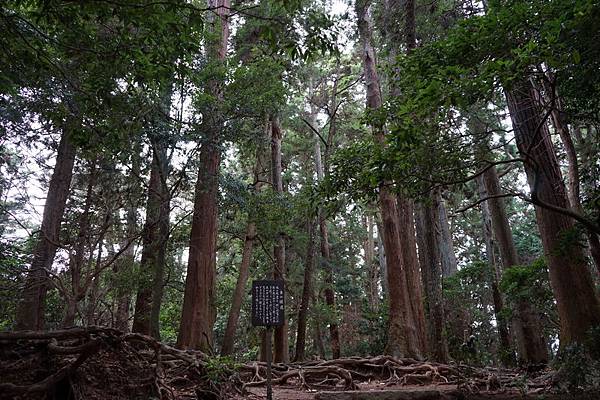 411 鞍馬山木之根道 01.jpg