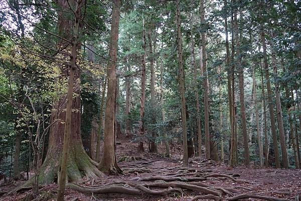 411 鞍馬山木之根道 08.jpg