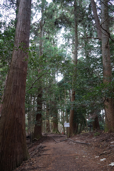 411 鞍馬山木之根道 06.jpg