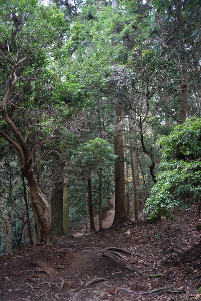 411 鞍馬山木之根道 04.jpg