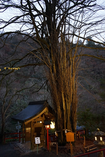 417 貴船神社夜景 10.jpg