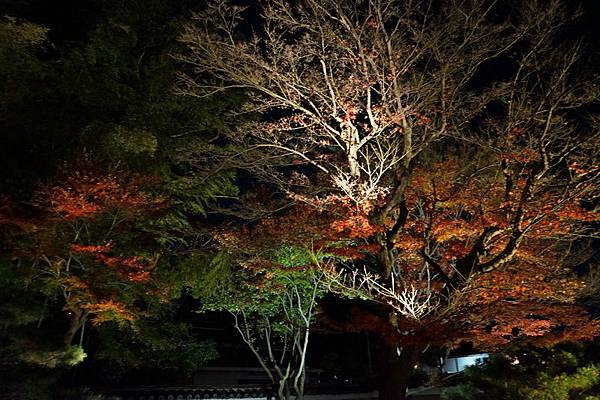 309 高台寺夜景 17.jpg