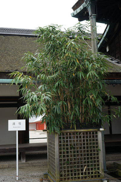 704 京都御所 45.jpg